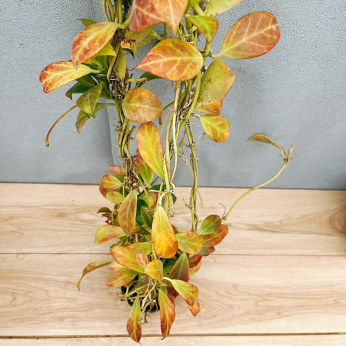 現品］【希少】21番 ホヤ ロザリオオレンジ 観葉植物 吊り下げ