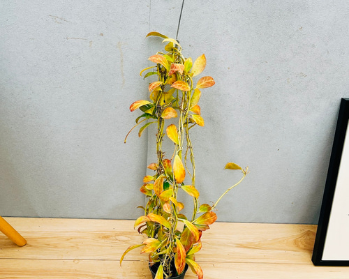 現品］【希少】21番 ホヤ ロザリオオレンジ 観葉植物 吊り下げ