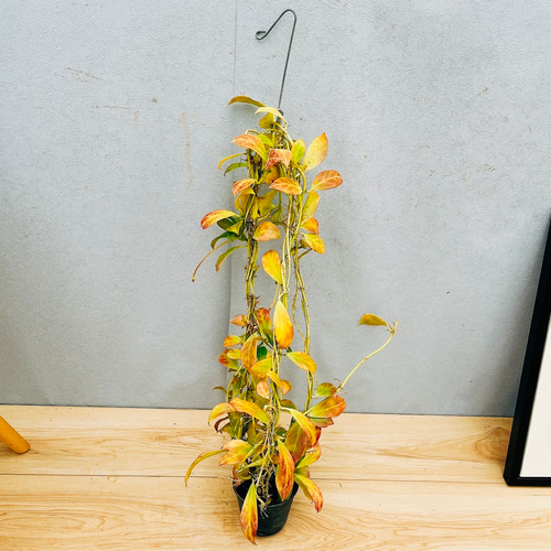 現品］【希少】21番 ホヤ ロザリオオレンジ 観葉植物 吊り下げ