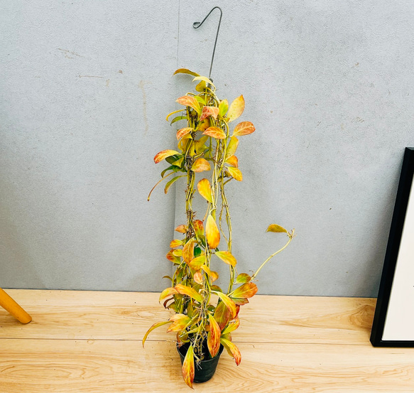 ホヤ hoya ロザリオオレンジ　② 3号　吊り鉢 現品］【希少】21番 ホヤ ロザリオオレンジ 観葉植物 吊り下げ