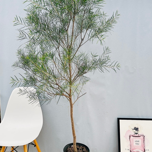 現品］ビッグサイズ！！ アカシア フロリバンダ 8号 観葉植物 レア 