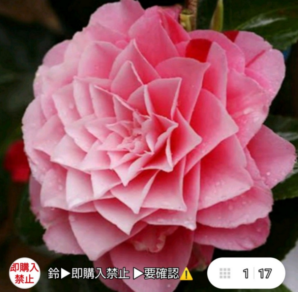 椿  A【津川絞】3/25撮影 個体により全く違う花が咲くかなり興味深い椿 濃い紅の強く現れた苗 花後は苗をお送りします