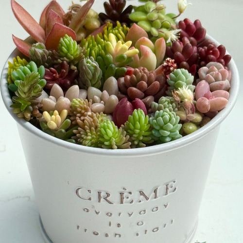 紅葉タイプ＊ちまちま寄せ植え＊多肉植物＊鉢ごと発送 多肉植物 ＊N