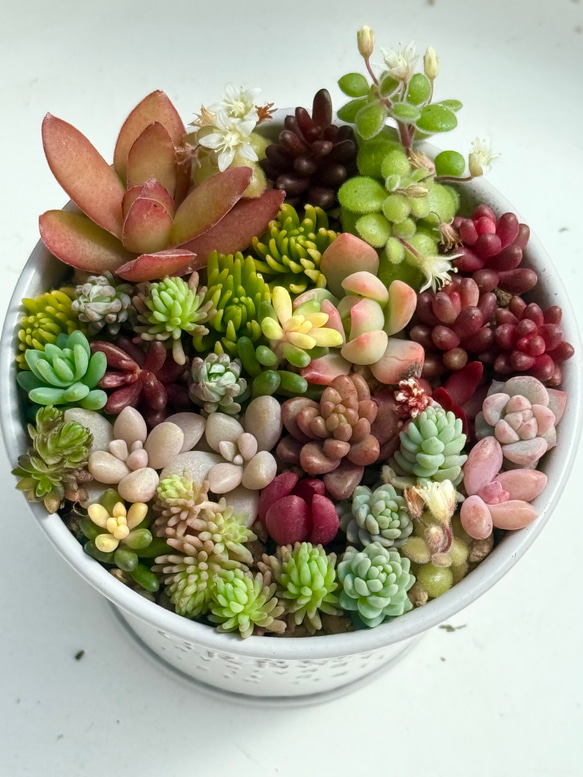 紅葉タイプ＊ちまちま寄せ植え＊多肉植物＊鉢ごと発送 多肉植物