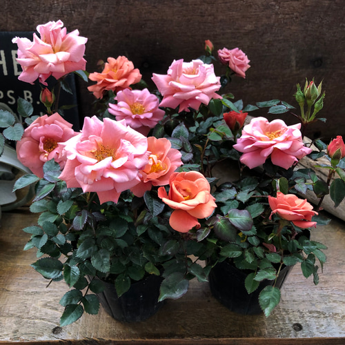 テディベア♡バラ♡芳香性♡四季咲き♡ガーデニング アートフラワー