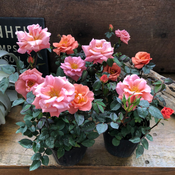 テディベア♡バラ♡芳香性♡四季咲き♡ガーデニング アートフラワー