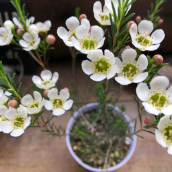 白色花♡ワックスフラワー♡蝋かかった♡ワックスフラワー