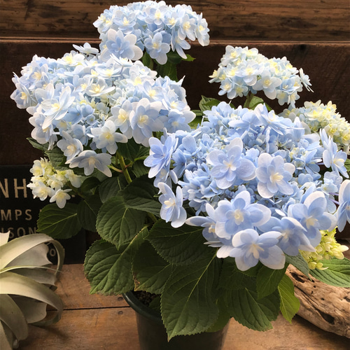 佳澄♡ライトブルー♡アジサイ♡八重咲き♡加茂セレクション アート
