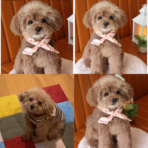 愛犬さんのオーダー》実物大 羊毛フェルト リアル 犬 オーダー 羊毛