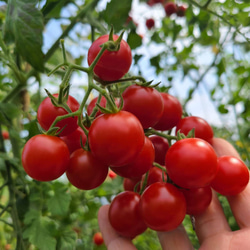 農家直送]チョロギ種芋大8つ(栽培期間、農薬・化学肥料不使用