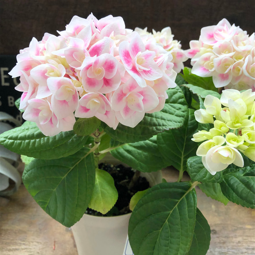 麟鳳亀竜♡ アジサイ♡紫陽花♡（リンポウキリュウ）♡八重咲き アート