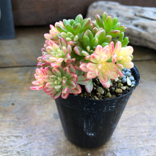 レッドトラス錦　綺麗な色斑入り　多肉植物　レア レッドトラス錦 綺麗な色斑入り 多肉植物 レア レッドトラス錦 綺麗な