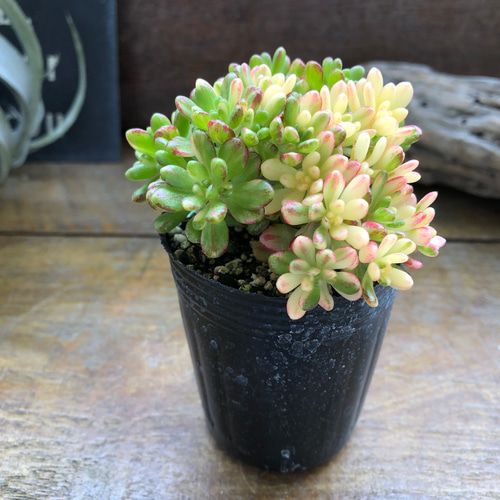 小人の祭り錦♡斑入り♡多肉植物♡レア品種♡ アートフラワー パリ