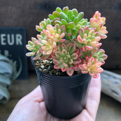 小人の祭り錦♡斑入り♡多肉植物♡レア品種♡ アートフラワー パリ