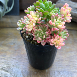 小人の祭り錦♡斑入り♡多肉植物♡レア品種♡ アートフラワー パリ