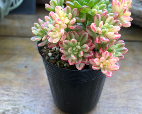 小人の祭り錦♡斑入り♡多肉植物♡レア品種♡ アートフラワー パリ