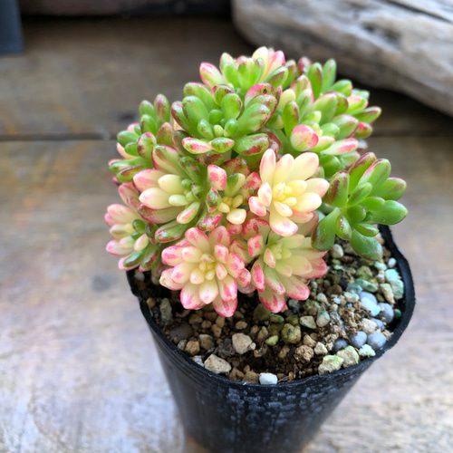 小人の祭り錦♡斑入り♡多肉植物♡レア品種♡ アートフラワー パリ