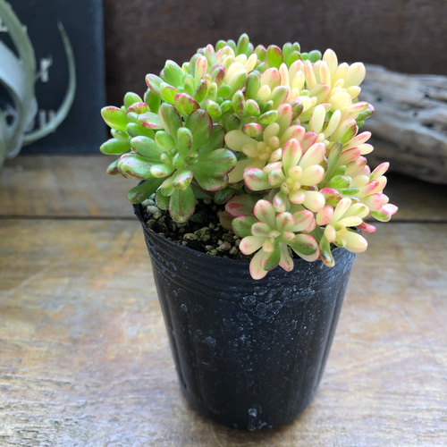 小人の祭り錦♡斑入り♡多肉植物♡レア品種♡ アートフラワー パリ
