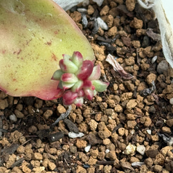ブルードラゴン(6-51)＊多肉植物＊葉挿し 多肉植物 ＊N＊ 通販