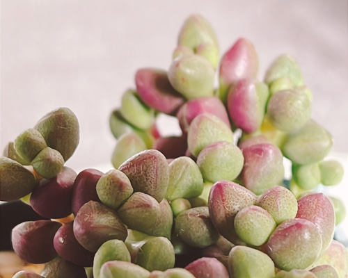 クラッスラ属 パープルライト抜き苗 多肉植物 Obesa 通販 19104242