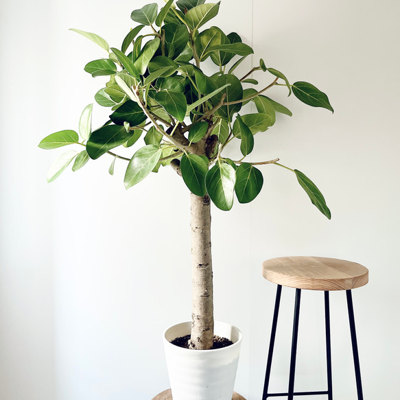 【特価】希少 フィカス ベンガレンシス 朴立ち 幹太 観葉植物 大型 限定品】 フィカス ベンガレンシス 極太 朴立ち 観葉植物 大型 室内