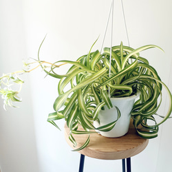 SPECIAL 春の観葉植物 3点セット パキラ レギネ モンステラ calm
