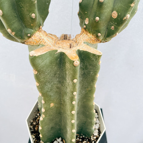 M*a様 まとめ買いok 柱サボテン 鬼面角　5頭発根　サボテンブランチ　ロスト 現品］33番 柱サボテン 鬼面角 ブランチ 5号 観葉植物 室内