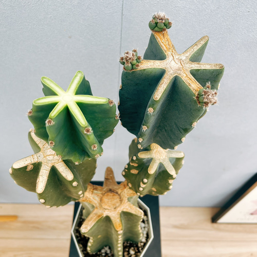 柱サボテン　ブランチ　鬼面角　トゲ無し　5 現品］33番 柱サボテン 鬼面角 ブランチ 5号 観葉植物 室内