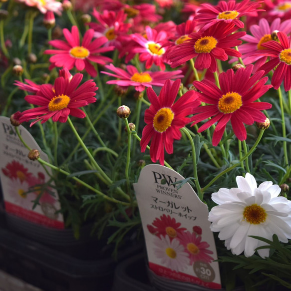 マーガレット 「ストロベリーホイップ」 花苗 花 苗 ガーデニング