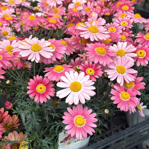 マーガレット 「ストロベリーホイップ」 花苗 花 苗 ガーデニング