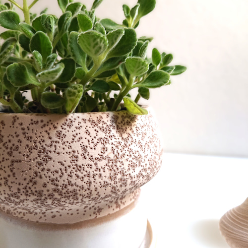 ○数量限定○新作○ 虫除け ”アロマティカス キノコポット鉢