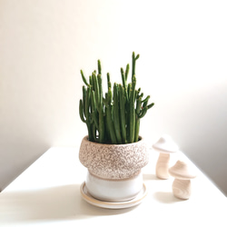 ○数量限定○新作○希少○”アロエ テヌイオール グレー鉢/受け皿セット