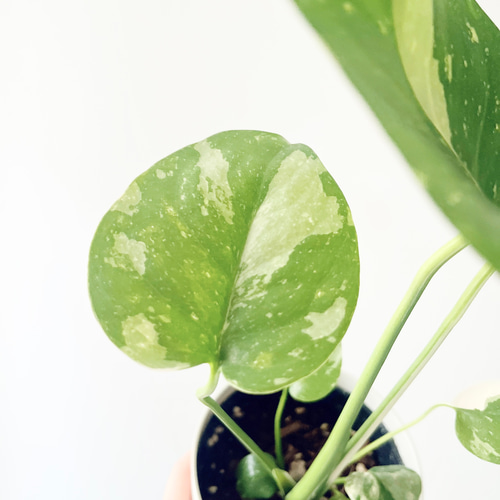 斑入り モンステラ タイコンステレーション Sサイズ 観葉植物 calm  