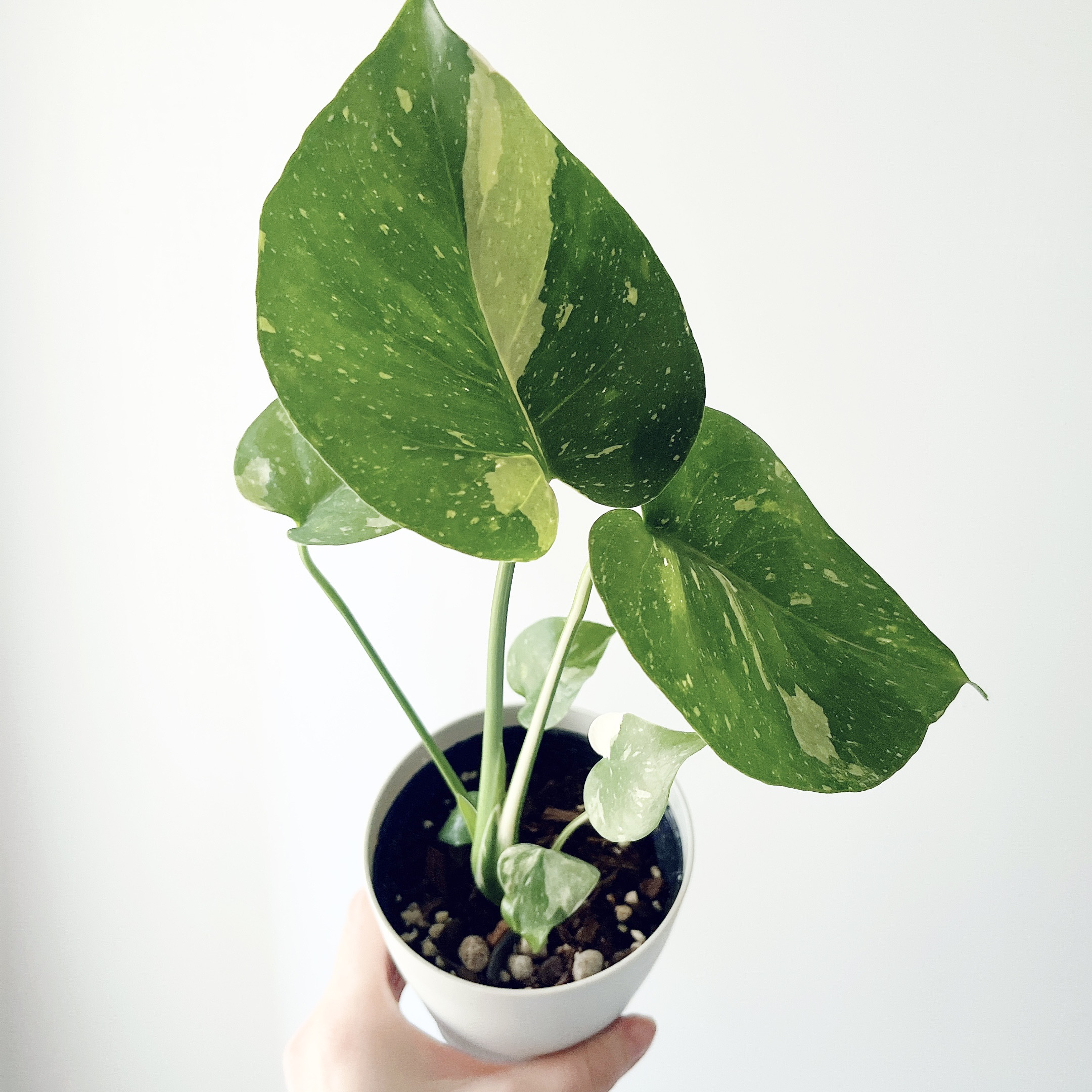 現品⑤⑥モンステラ タイコンステレーション　観葉植物　斑入り　斑入り葉 PLANCHU 観葉植物 モンステラ タイコンステレーション Monstera