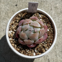 多肉植物 エケベリア ルナレン 抜き苗 その他インテリア雑貨