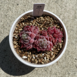 多肉植物 エケベリア ルナレン 抜き苗 その他インテリア雑貨