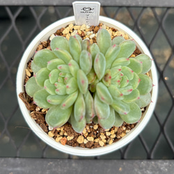 多肉植物 エケベリア ルナレン 抜き苗 その他インテリア雑貨 MUSUBU