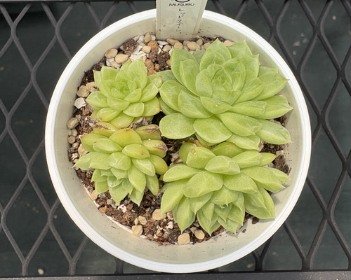 多肉植物 エケベリア レッドクイーン 抜き苗 その他インテリア雑貨