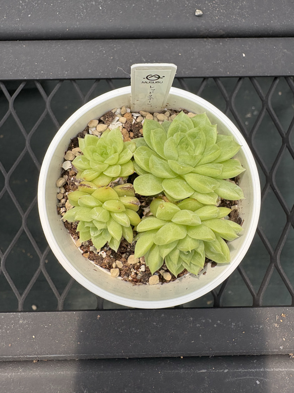 多肉植物 エケベリア レッドクイーン 抜き苗 その他インテリア雑貨