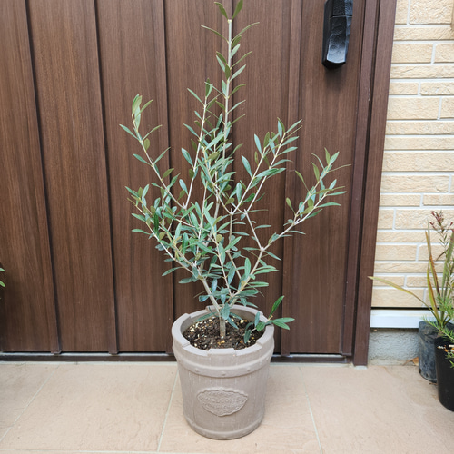 オリーブの木 ネバディロブランコ デザインテラコッタ鉢植え 苗