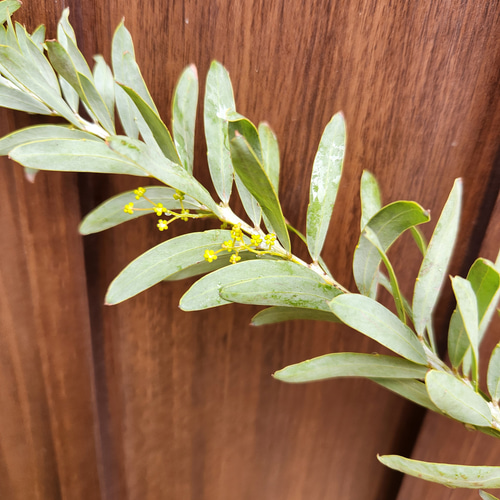 花芽付き♡アカシアブルーブッシュ スクエア型石膏鉢植え 苗