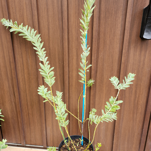 花芽付き♡アカシアブルーブッシュ　ポット鉢植え　苗木　ミモザ　庭木 花芽付き♡アカシアブルーブッシュ ポット鉢植え 苗木 ミモザ 庭木