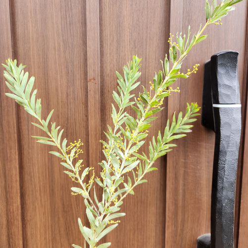 花芽付き☆ アカシア ブルーブッシュ 鉢植え 苗木 ミモザ