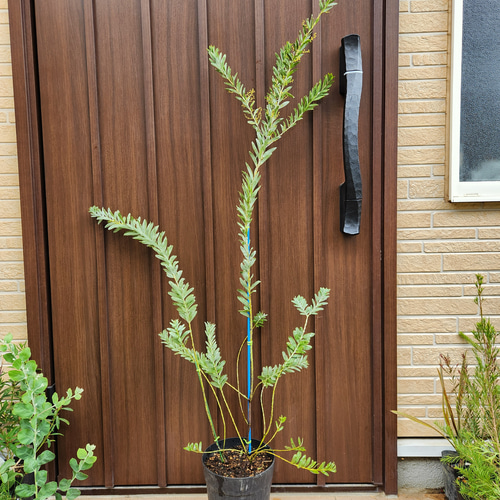 ミモザアカシア　プルプレア　樽型鉢植え　苗　シンボルツリー akasia05.jpg
