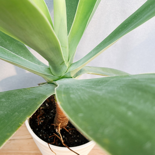 現品］91番 アガベ アテナータ 7号 観葉植物 綺麗 屋外 多肉植物 棘