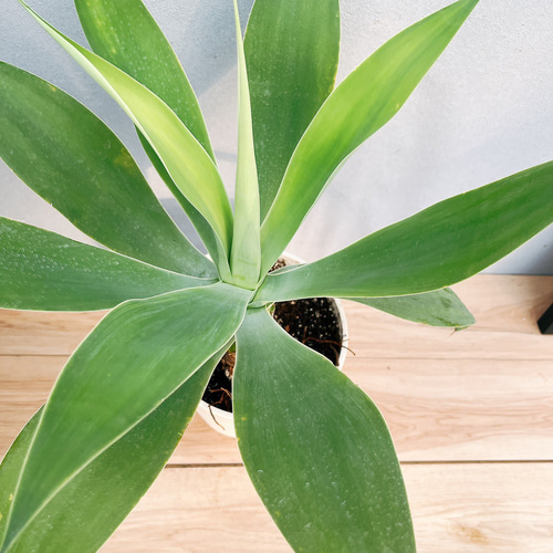 現品］91番 アガベ アテナータ 7号 観葉植物 綺麗 屋外 多肉植物