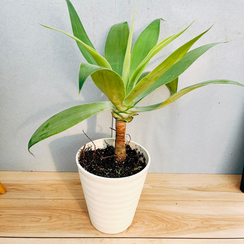 現品］91番 アガベ アテナータ 7号 観葉植物 綺麗 屋外 多肉植物
