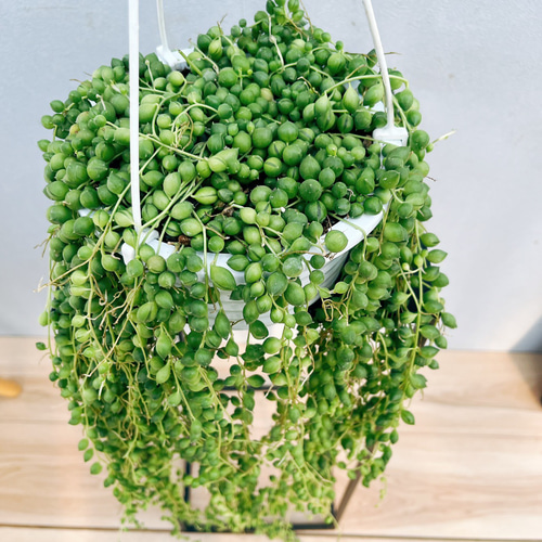 現品］82番 グリーンネックレス 5号 観葉植物 ハンギング 吊り下げ