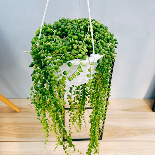 グリーンネックレス 現品］82番 グリーンネックレス 5号 観葉植物 ハンギング 吊り下げ