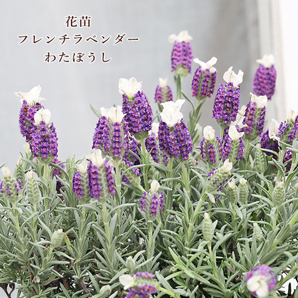 花苗 フレンチラベンダー わたぼうし 3.5号 多年草 育てやすい 花苗 フレンチラベンダー わたぼうし 3.5号 多年草 育てやすい